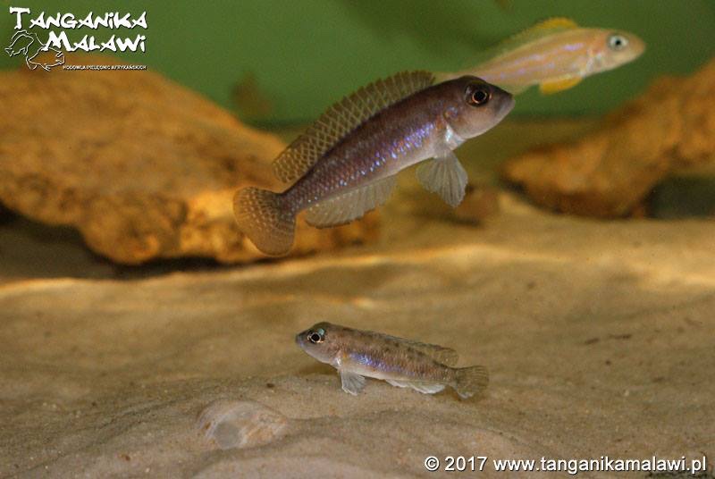 Lamprologus sp. 'ornatipinnis zambia' Cameron Bay